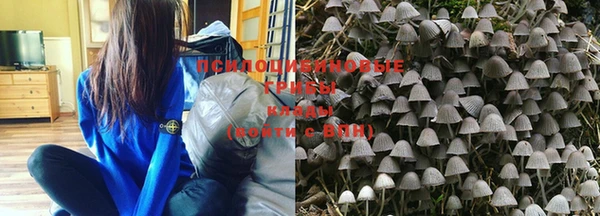 PSILOCYBIN Дмитров
